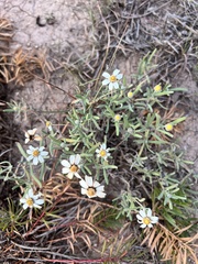 Melampodium leucanthum
