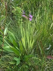 Gladiolus imbricatus