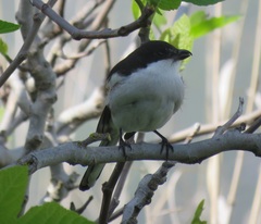 Lanius collaris collaris