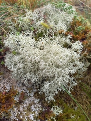 Cladonia rangiformis