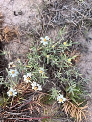 Melampodium leucanthum