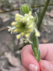 Pimelea octophylla