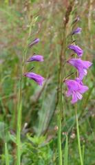 Gladiolus imbricatus