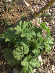 Malva arborea