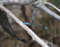 Ischnura fountaineae