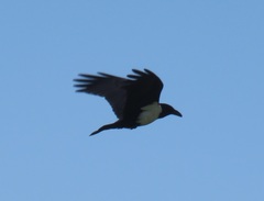 Corvus albus