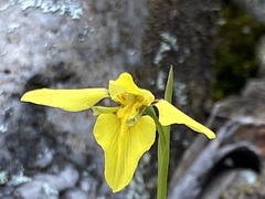 Diuris chryseopsis
