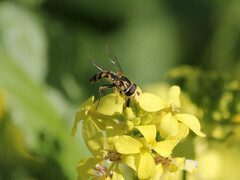 Simosyrphus grandicornis