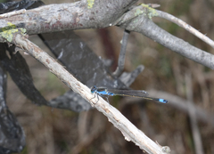Ischnura fountaineae