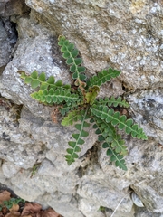 Asplenium ceterach