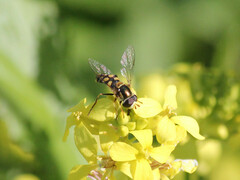 Simosyrphus grandicornis