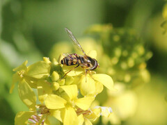 Simosyrphus grandicornis