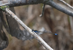 Ischnura fountaineae