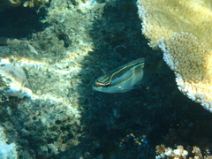 Scolopsis trilineata