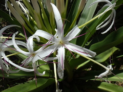 Crinum pedunculatum