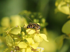 Simosyrphus grandicornis