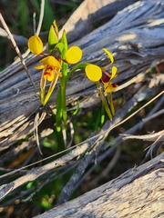 Diuris palustris
