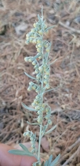 Artemisia absinthium