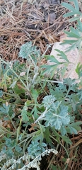 Artemisia absinthium