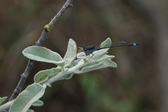 Ischnura fountaineae