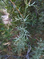 Cephalaria leucantha