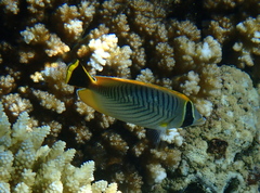 Chaetodon trifascialis