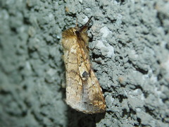 Alenophalera
