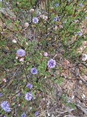Globularia alypum
