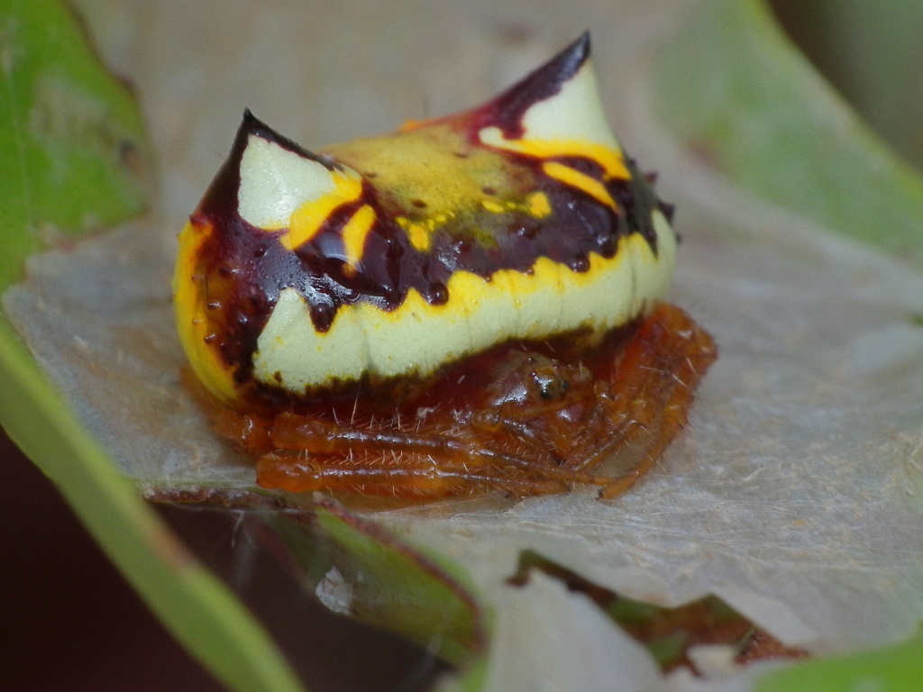 Two-spined spider