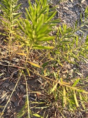 Stillingia texana