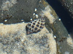 Tenguella marginalba