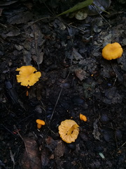 Craterellus ignicolor