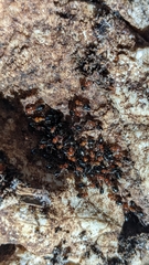 Camponotus lateralis