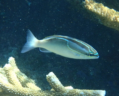 Scolopsis trilineata