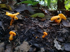 Craterellus ignicolor