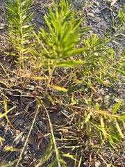 Stillingia texana