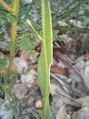 Sphaerolobium alatum