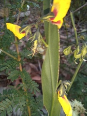 Sphaerolobium alatum