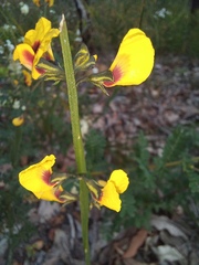 Sphaerolobium alatum