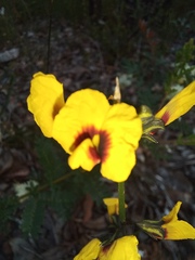 Sphaerolobium alatum