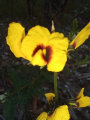 Sphaerolobium alatum