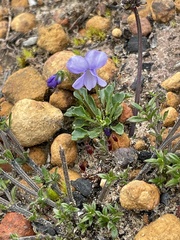 Viola sieberiana