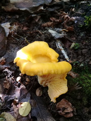 Cantharellus cibarius