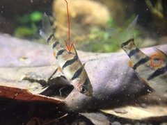 Desmopuntius pentazona