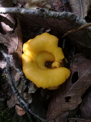Cantharellus cibarius