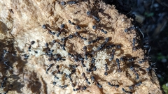 Camponotus cruentatus