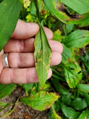 Coleosporium solidaginis