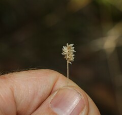 Enneapogon lindleyanus