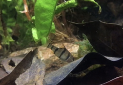 Desmopuntius pentazona