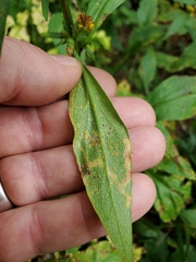 Coleosporium solidaginis